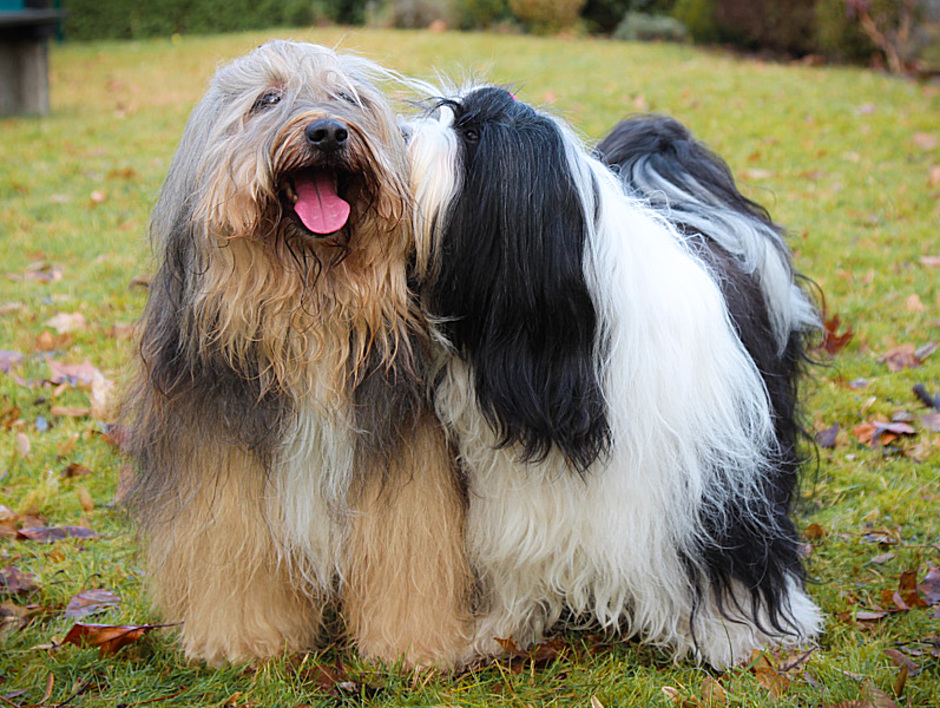 Boshay S Tibet Terrier Die Tibet Terrier Liebhaberzucht Aus Gelsenkirchen Stammbaum Der Welpen Mit Fotos